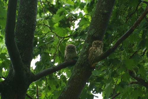 mother and baby screech owl